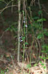 Pale spike lobelia